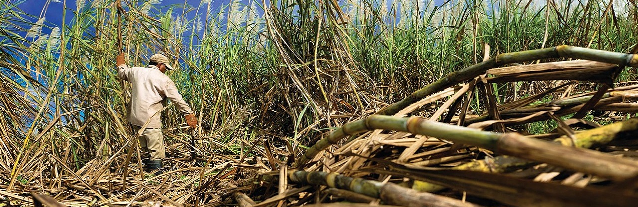 Sugar Cane Harvest